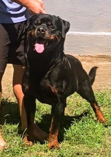 ALTO FK VOM HAUSE SELMI