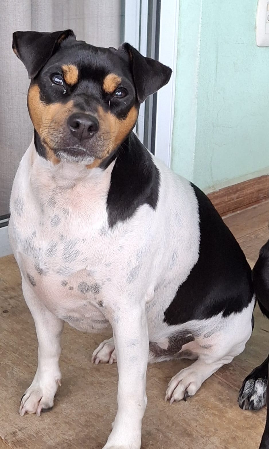 Maestro do Jardim Imbui (Max)