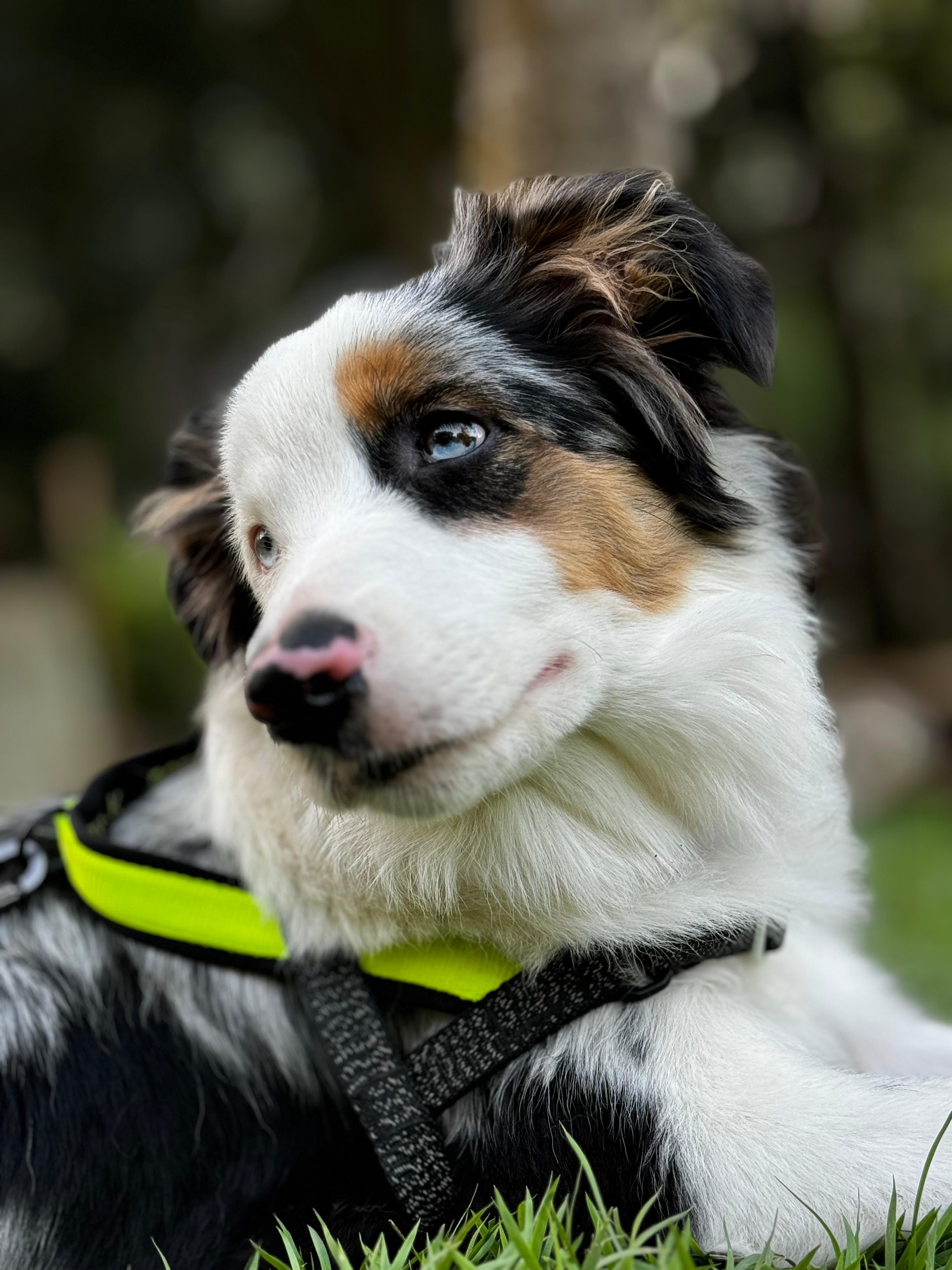 Kayce of Border Meraki