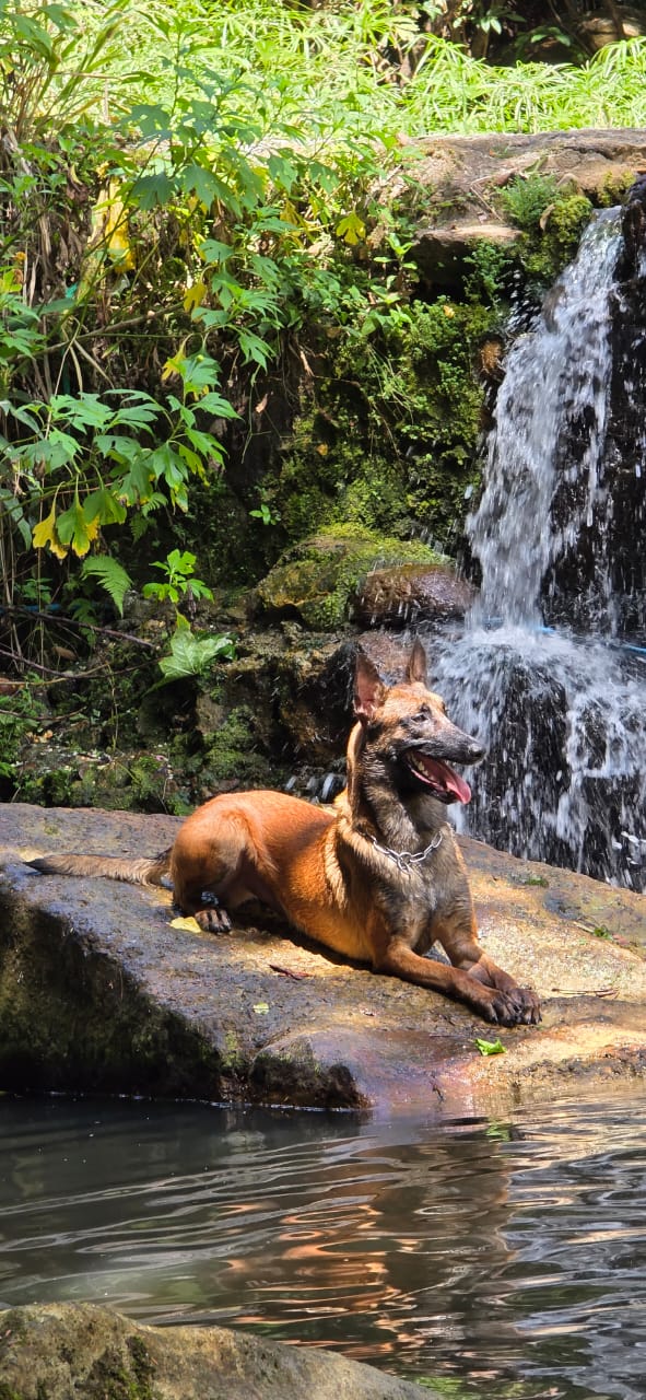 Giant Ricelly Genial Mali Kariri