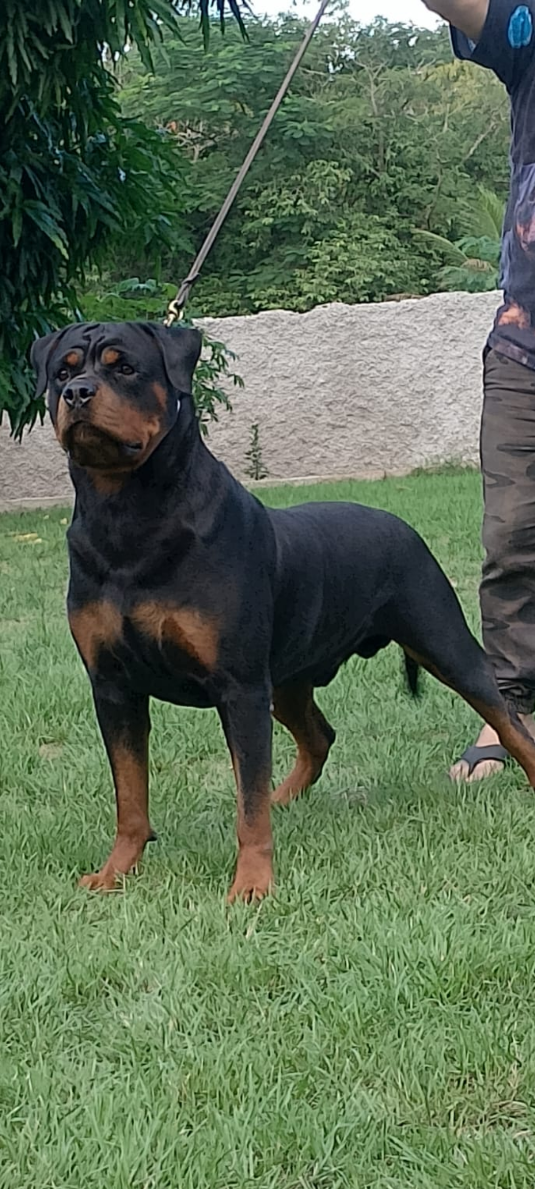 Michelan New kaisa Cia Rott