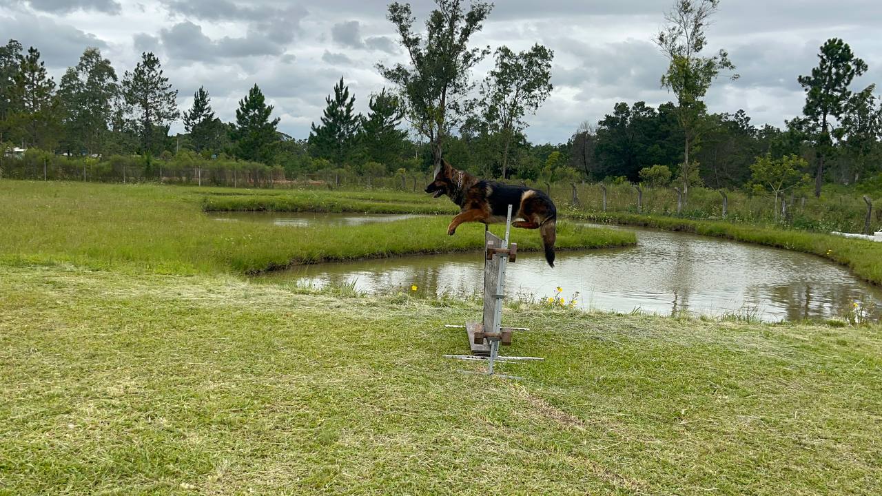 Tchilli Holly`s Land