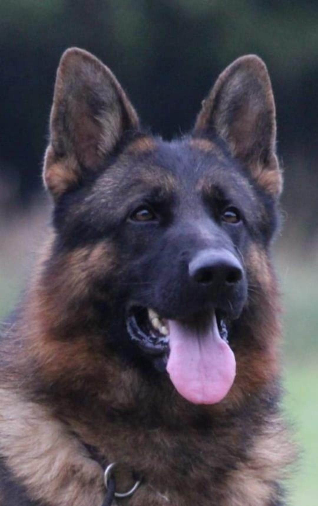 Remo da Matilha dos Bravos