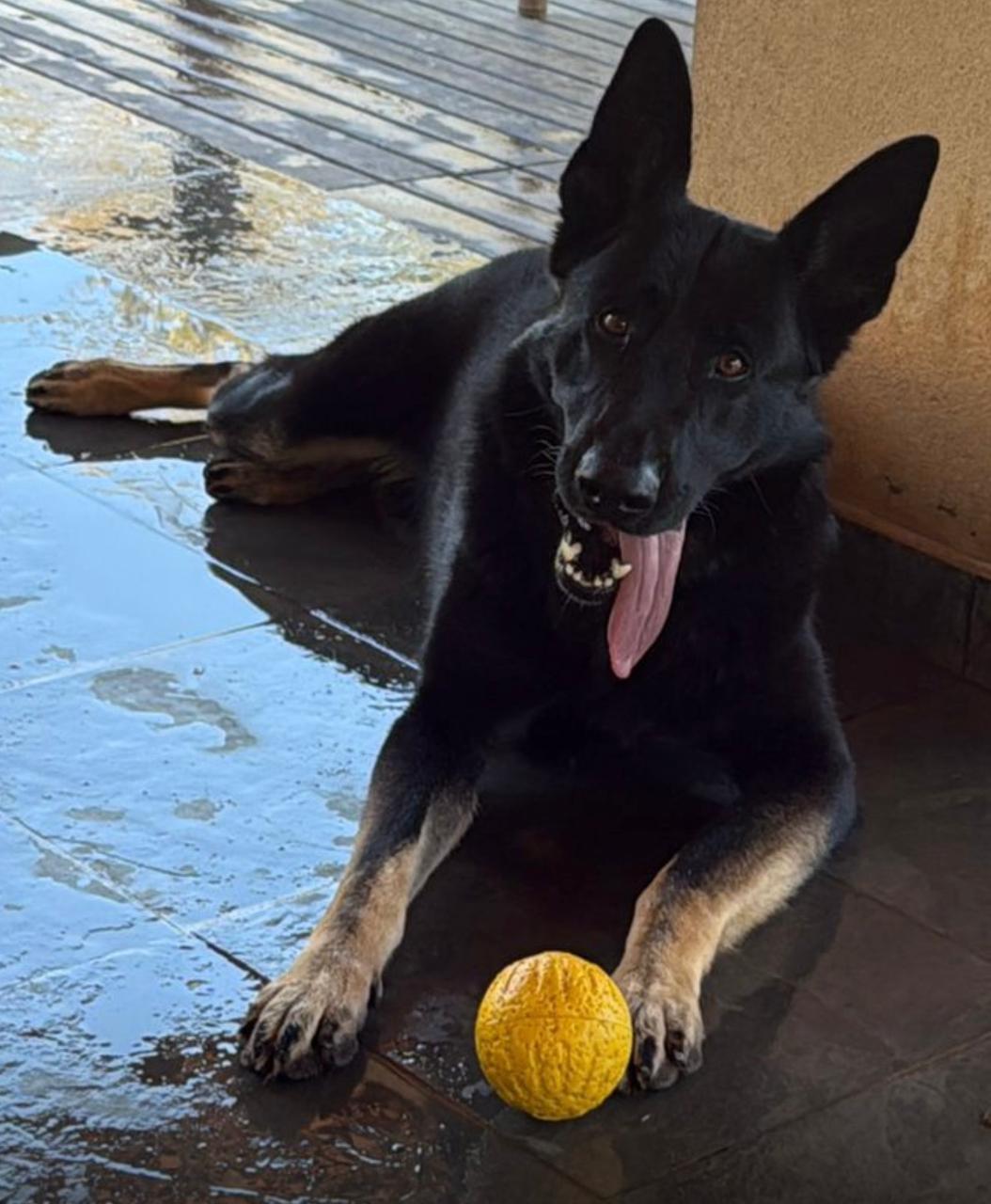 L - Keeper Hyper do German Dogs