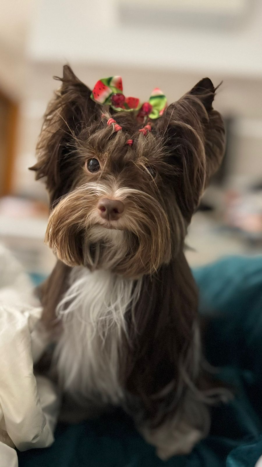 Ayla Samcar & Monte Belo