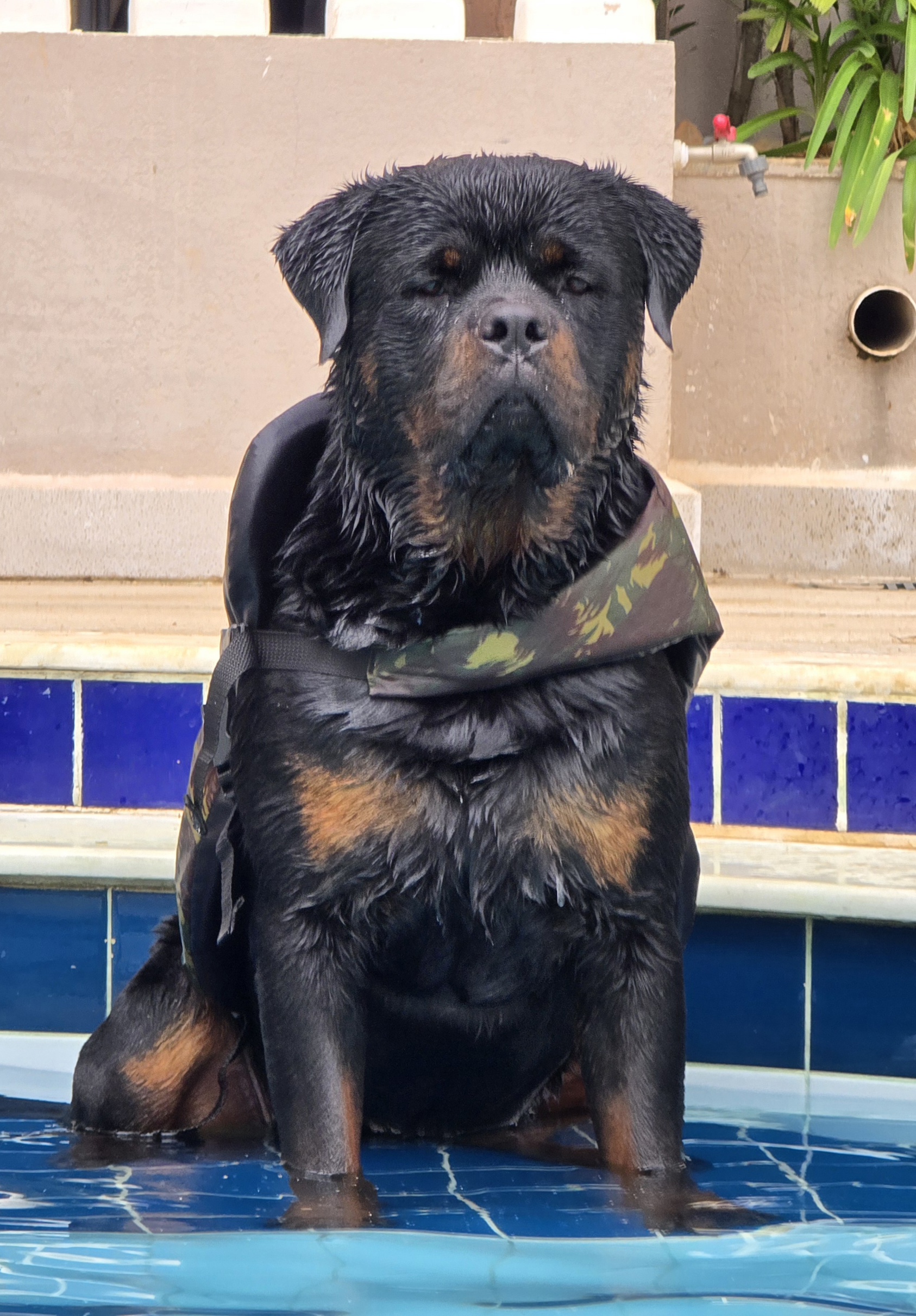 Natan Junior Cia Rott