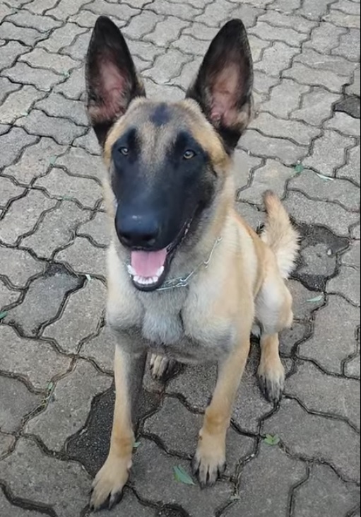 Barbatos DTB Working Dogs