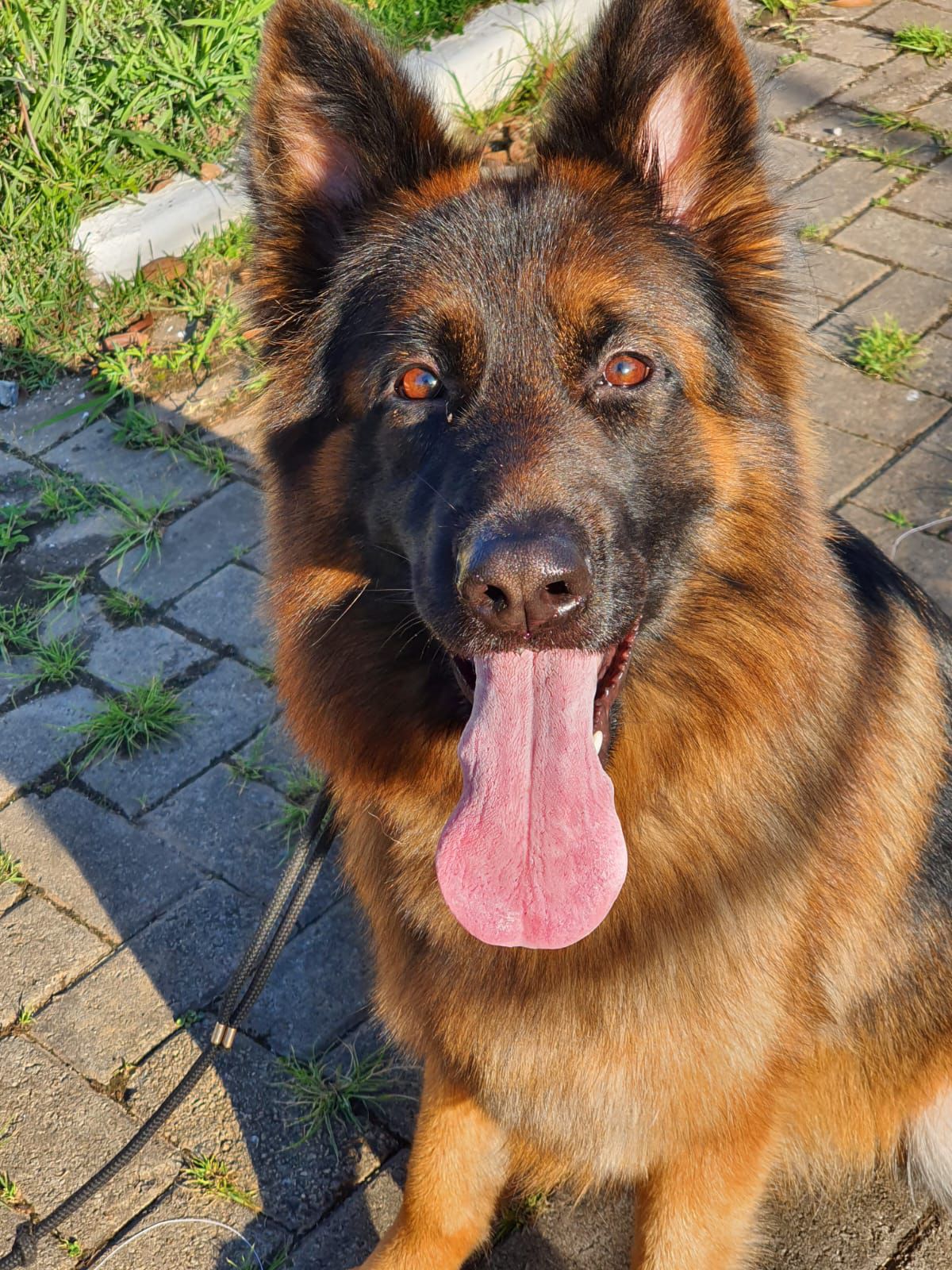 Melissa Von Haus Falciano