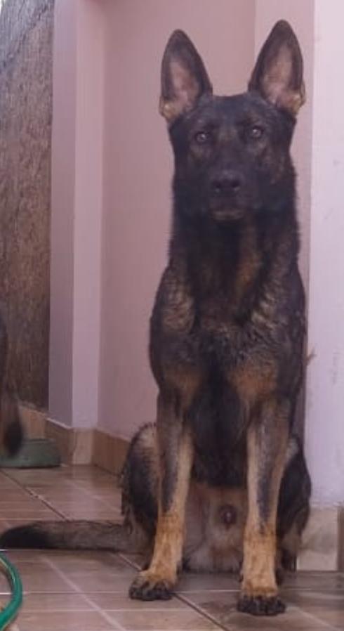 Apolo do Morada da Serra Real