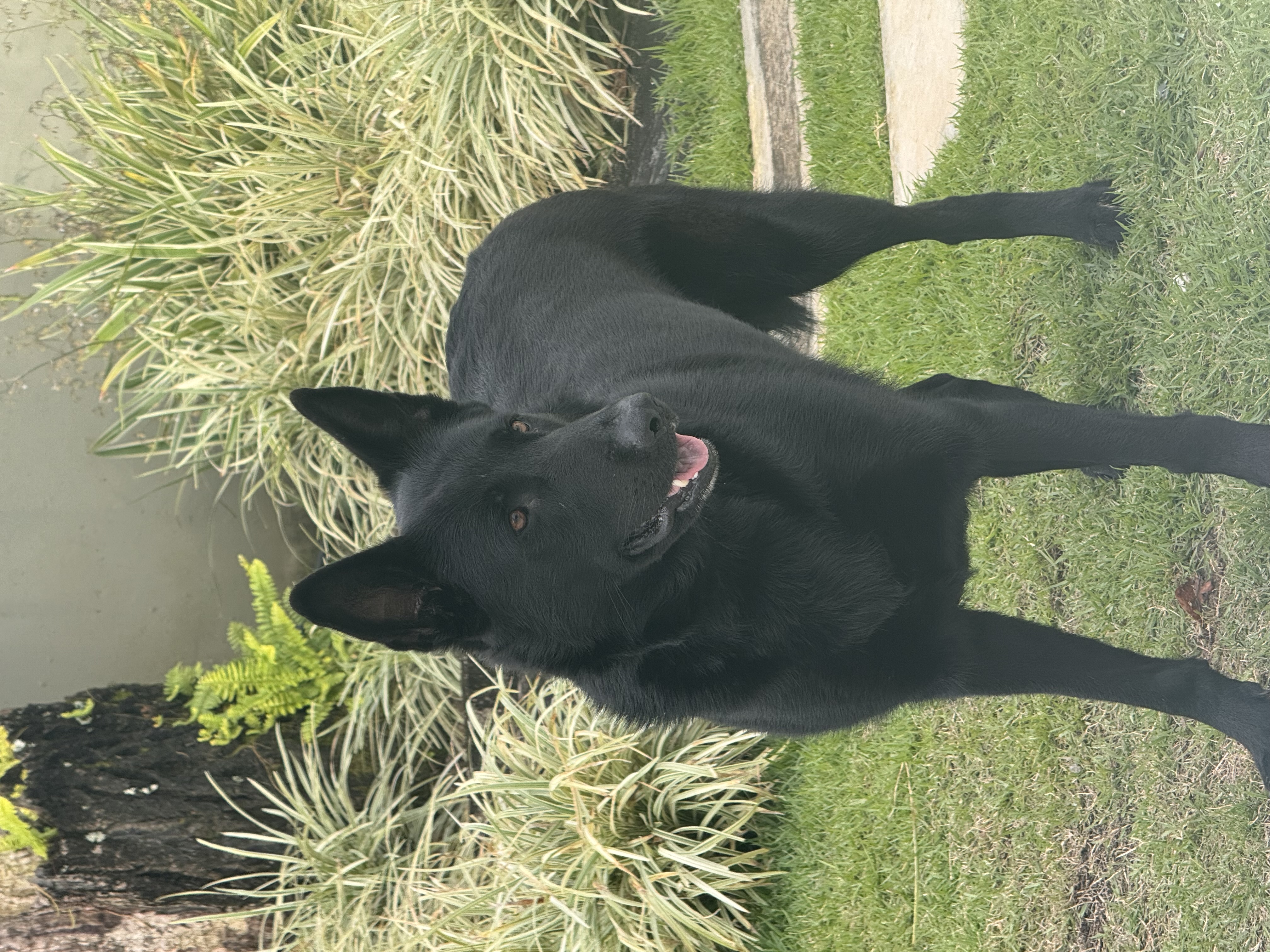 Hazel Blackjack do German dog’s