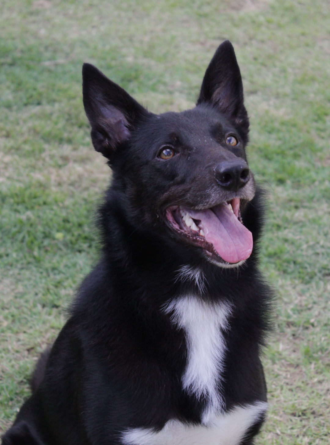 Oxente das Terras de Acayu