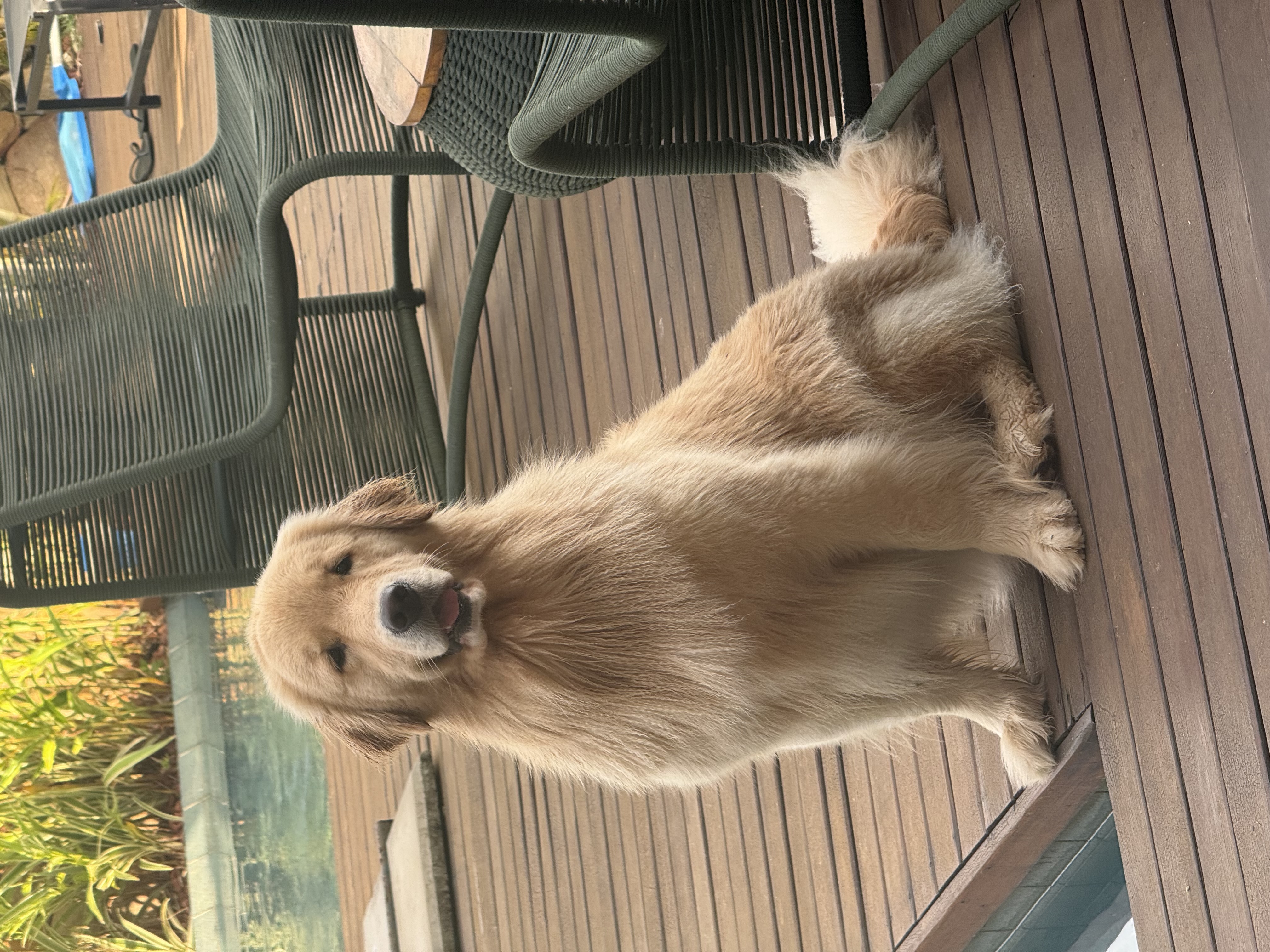 Salvatore Golden Diana